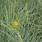 Asphodeline lutea برگ