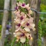 Verbascum blattariaFlower