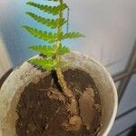 Woodsia ilvensis Leaf