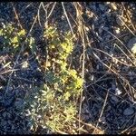 Astragalus monoensis Habit