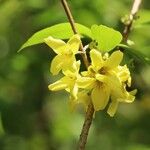 Forsythia togashii Blüte