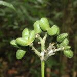 Conchocarpus guyanensis Плод