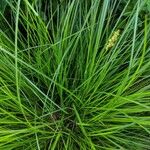 Carex vulpinoidea Leaf