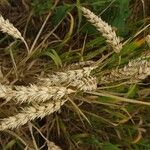 Triticum aestivum Frucht