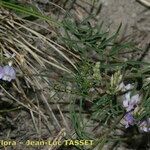 Astragalus austriacus Staniste