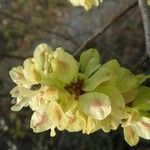 Ulmus glabra Плод