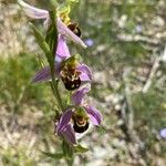 Ophrys apiferaFlor