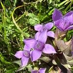 Gentianella campestrisFlower