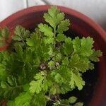 Artemisia annua পাতা