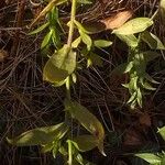 Symphyotrichum × salignum List