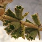Phlomoides laciniata Bark