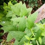 Campanula lactiflora Leaf