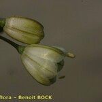 Allium pallens Fruto