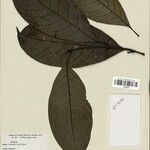 Rudgea stipulacea Leaf