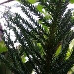 Araucaria laubenfelsii برگ