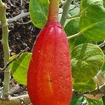 Capparis cartilaginea Fruit