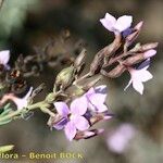Campylanthus salsoloides Otro