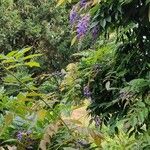 Wisteria sinensis Агульны выгляд