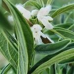 Leucas jamesii Flower