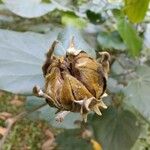 Talipariti tiliaceum Fruit