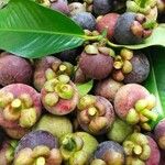 Garcinia mangostana 果實