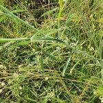 Crotalaria brevidens Hoja