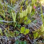 Diphasiastrum alpinum Fula
