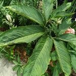 Sauromatum venosum Hoja
