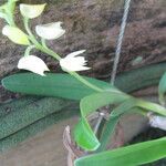 Polystachya obanensis Flower