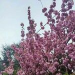 Prunus serrulata Blomst