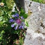Centaurea triumfettii Flor