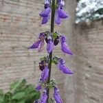 Plectranthus barbatusFlower