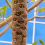 Plumeria alba Corteccia