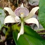 Prosthechea aemula Flor