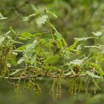 Quercus infectoria Flor