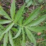 Cardamine heptaphylla ഇല