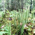 Lycopodium annotinum Yaprak