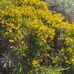 Genista acanthoclada Συνήθη χαρακτηριστικά