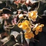 Berberis higginsiae Vekstform