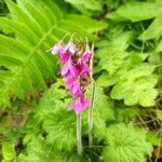 Primula matthioli Flower