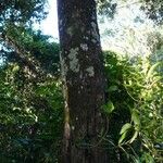Garcinia pedicellata Corteza