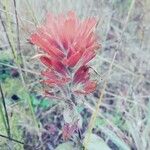 Castilleja miniata Çiçek