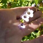 Gilia tricolor Fiore