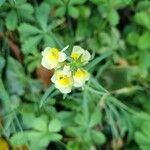 Linaria supinaŽiedas