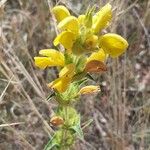 Bellardia trixagoFlower