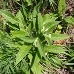 Symphytum officinale Habit