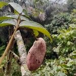 Pachylobus edulis Fruit