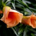 Thevetia peruviana Cvet