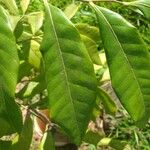 Dimocarpus longan Leaf