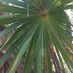 Coccothrinax barbadensis Hoja